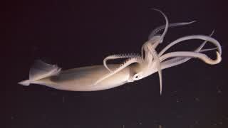 Legend Of The Giant Squid