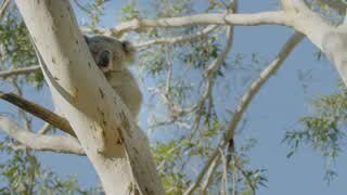 Secret Life Of The Koala