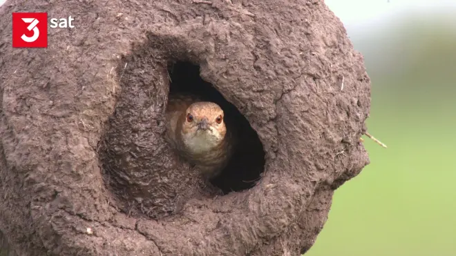 Tierische Superbauten: Wunderwerk Nest