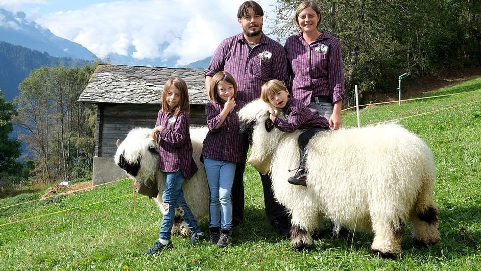 Das schönste Schaf im Wallis