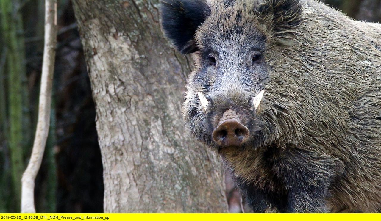 Wildschweine · Dicke Schwarte, kluger Kopf