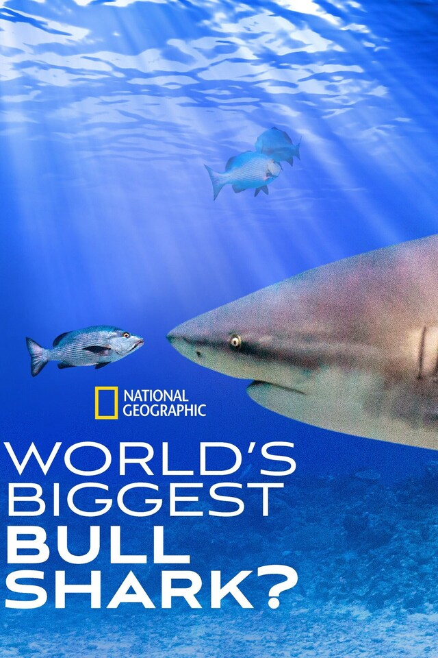 World's Biggest Bull Shark?
