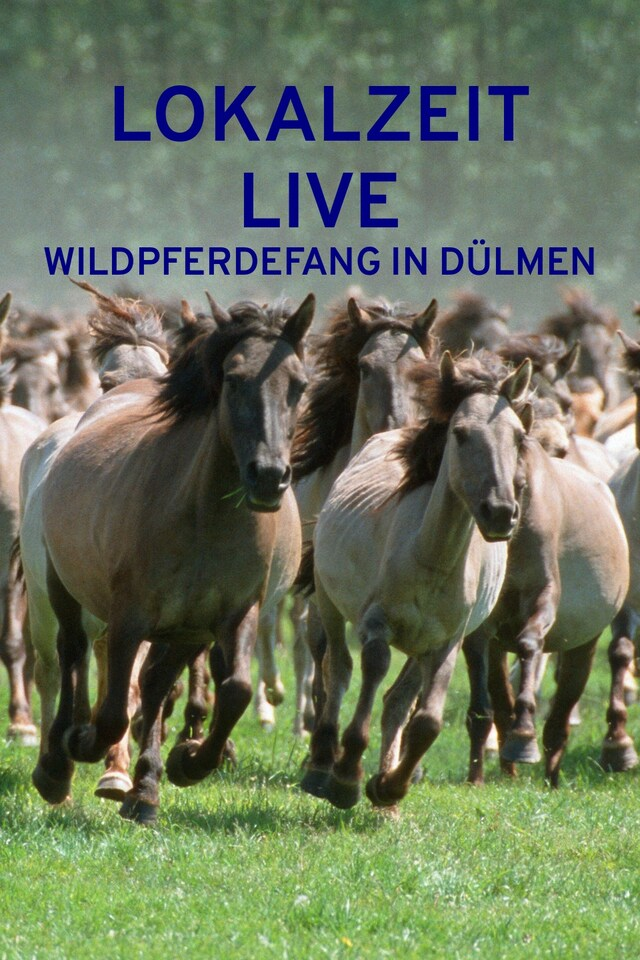 Lokalzeit live: Wildpferdefang in Dülmen