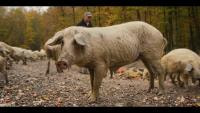 Povratak životinjama: Turopoljska svinja, dokumentarna serija (7/12)