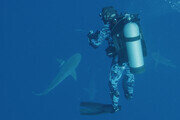 Najveći morski pas bik na svijetu?