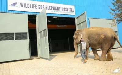 Bolnica za slonove