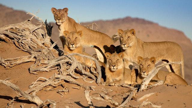 Kraljevi koji nestaju - Namibski lavovi 2