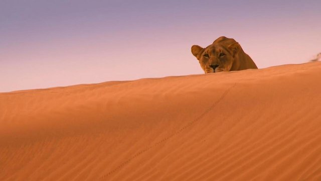 Kraljevi koji nestaju - Namibski lavovi