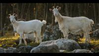 Povratak životinjama: Istarska koza, dokumentarna serija (5/12)