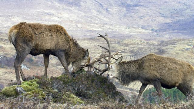 Škotska: Godina u divljini