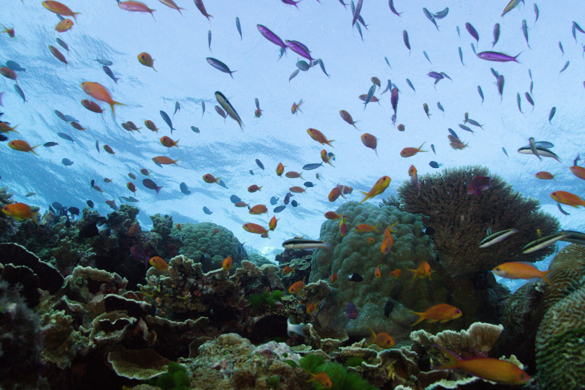 Ο Μεγάλος Κοραλλιογενής Ύφαλος: Ένας Ζωντανός Θησαυρός Κ1 Ε4