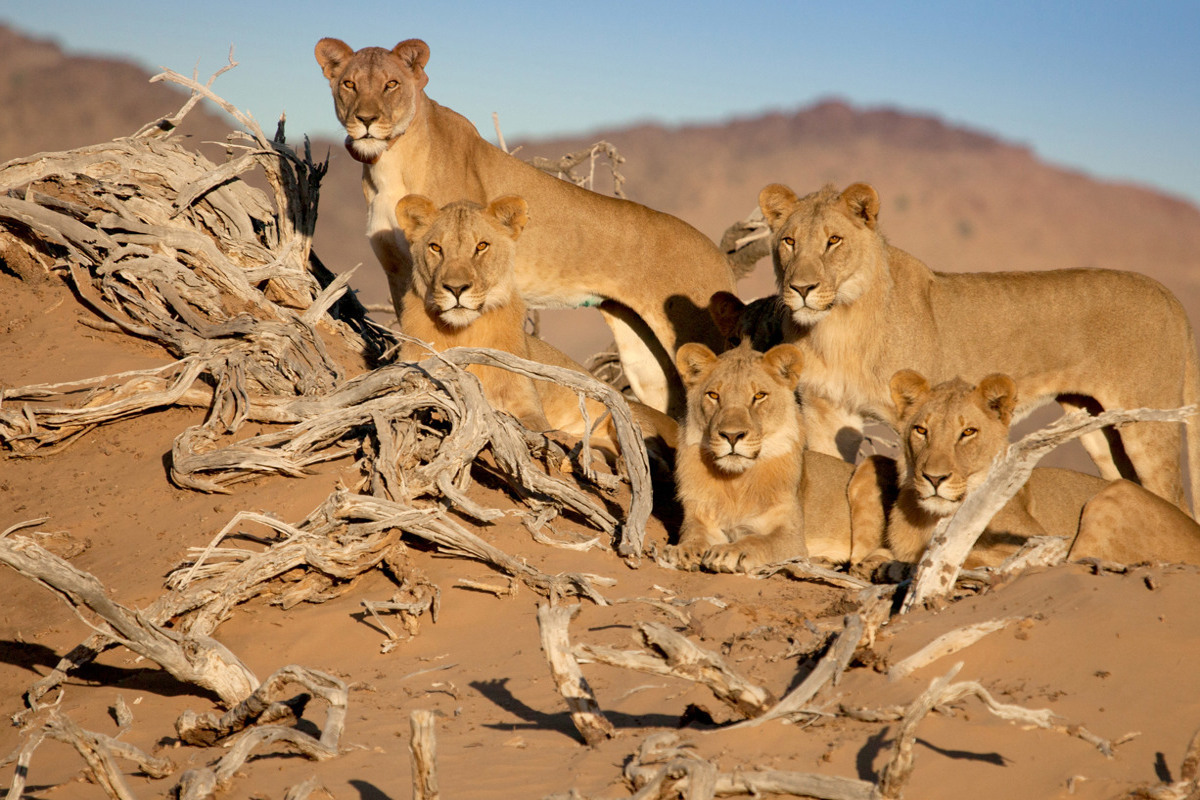 Βασιλιάδες που Εξαφανίζονται - Λιοντάρια της Ναμίμπ