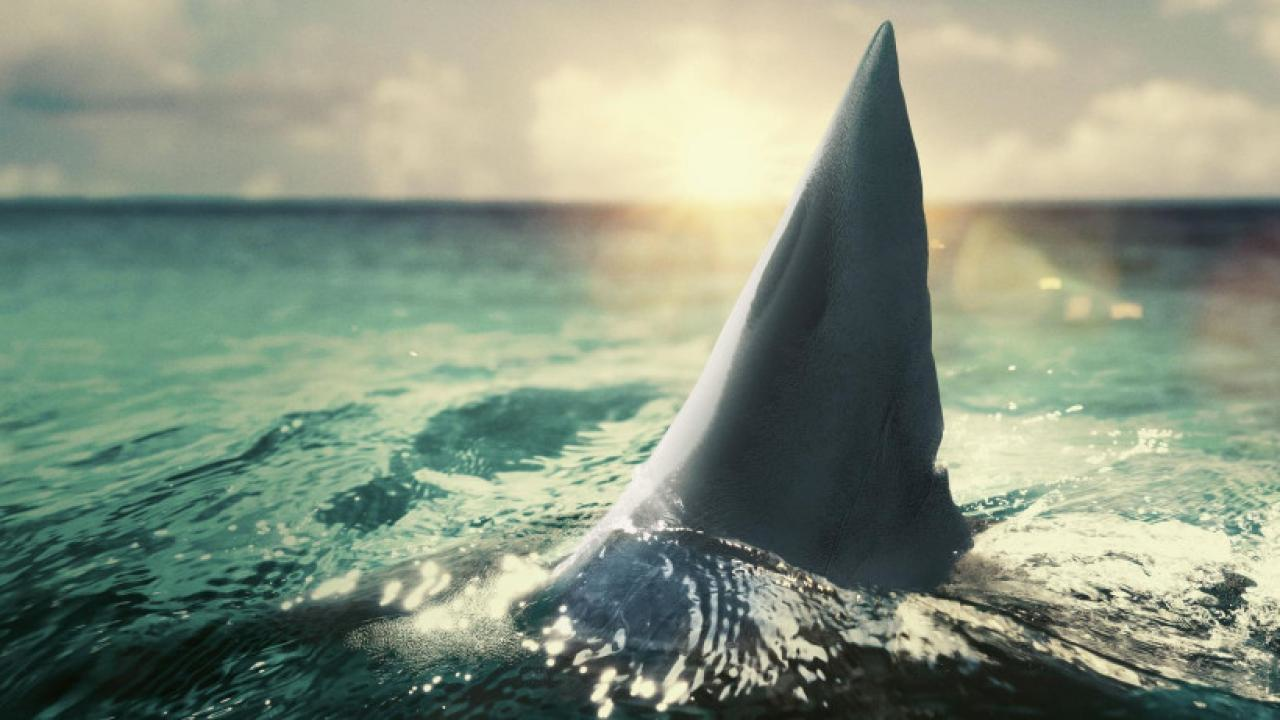 Když žraloci útočí: 360 stupňů (Sluch predátorů)