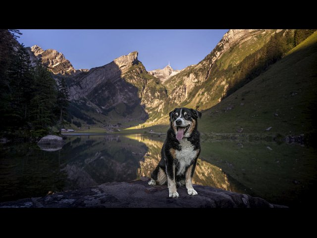 Hundehistorier fra Schweiz: En appenzeller, der hedder Elvis
