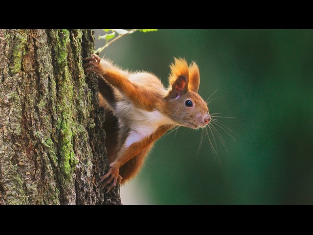 Vilde vidunderlige dyr: Egernet snyder en nøddetyv?