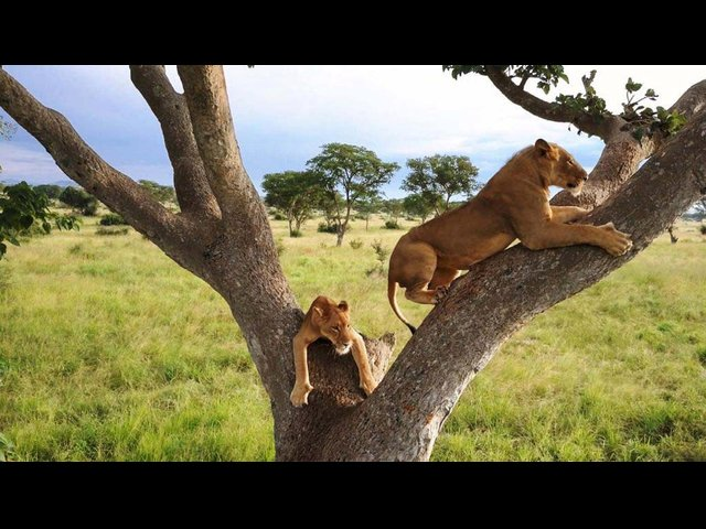 Løver der klatrer i træer