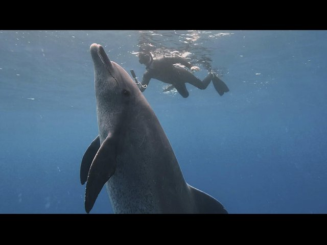 Fascineret af delfiner
