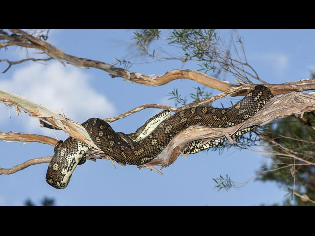 Australske slanger - giftige og farlige