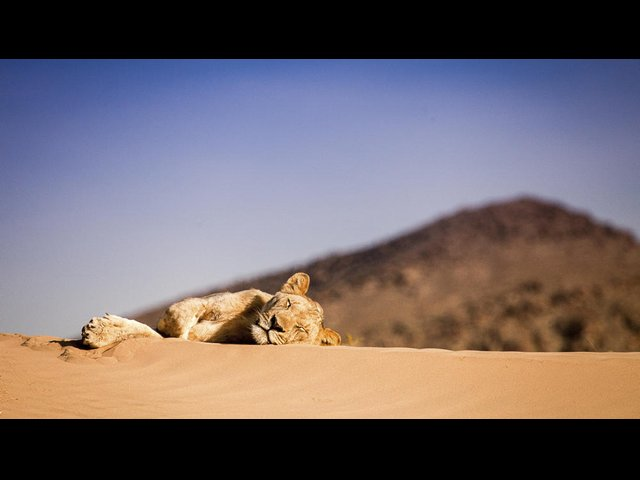Ørkenens konger - løverne fra Namib