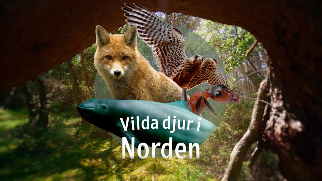 Vilda djur i Norden - syntolkat