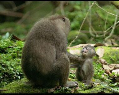 Afrique - les trésors cachés de la nature l'ïle aux singes