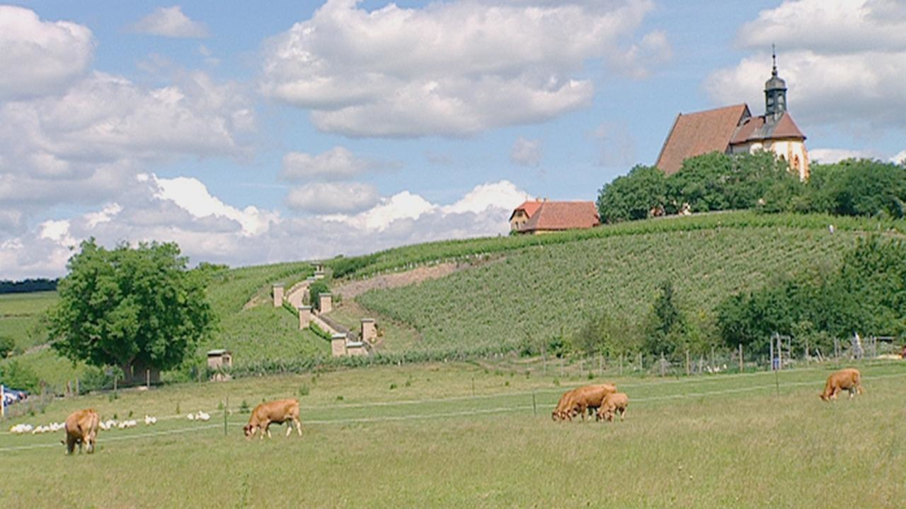Glockenläuten vom Kirchberg in Volkach in Unterfranken