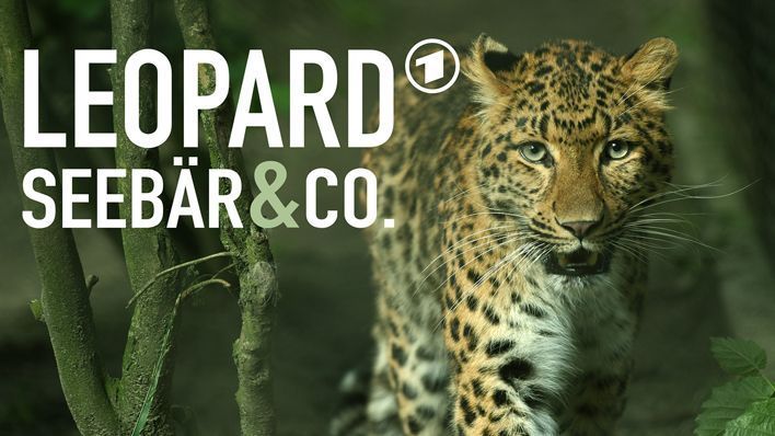 Leopard, Seebär & Co. (132)