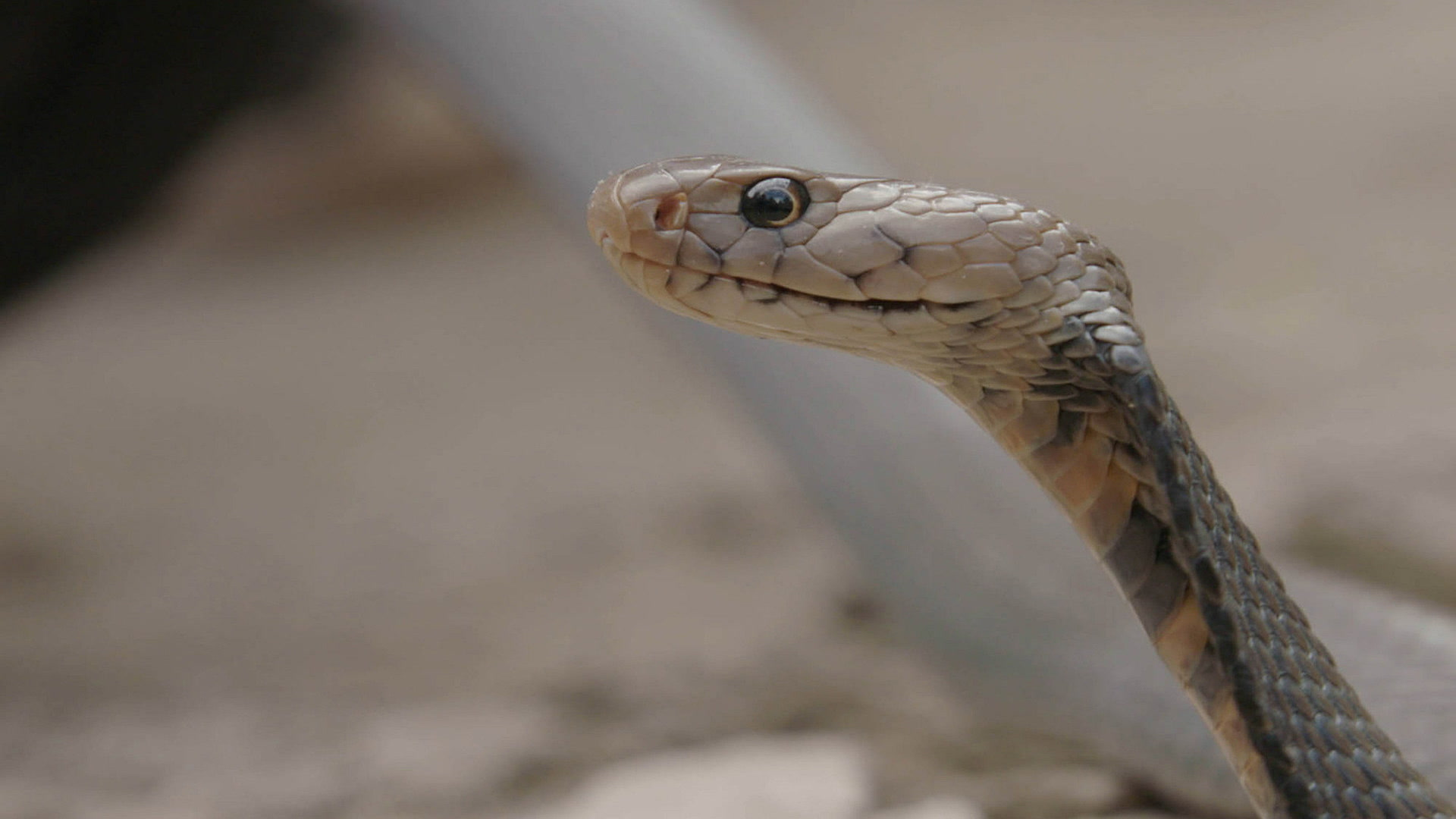 Φίδια στην Πόλη: Εκδοση Μωρά Φίδια