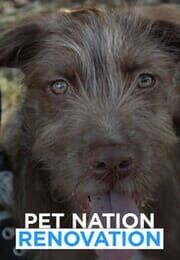 Pet Nation Renovation