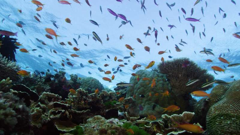 A Nagy-korallzátony: Egy élő kincs