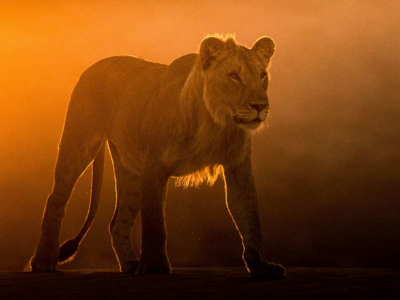 Eltűnő királyok - A Namíb-sivatag oroszlánjai - 2. rész