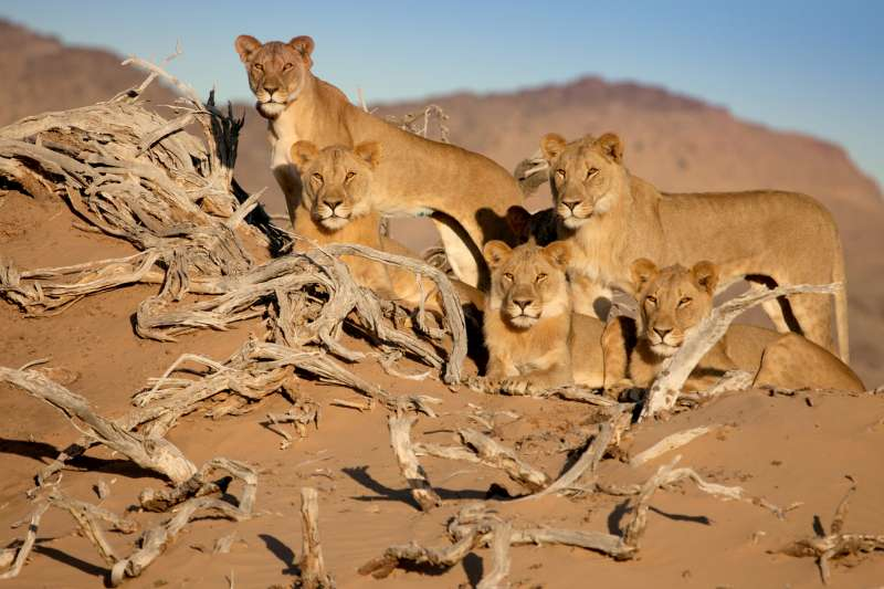 Eltűnő királyok - A Namíb-sivatag oroszlánjai