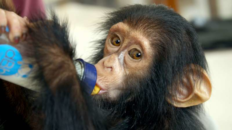 Jane Goodall, a csimpánzok megmentője