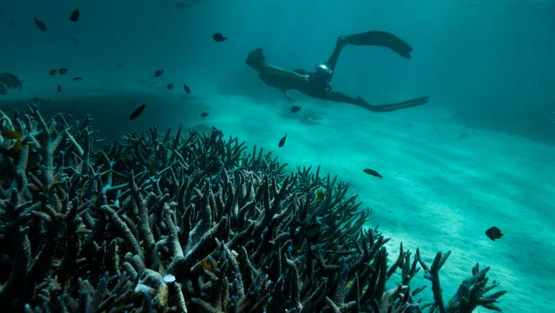 Mélyvíz: kalandozás Ausztrália tengereiben
