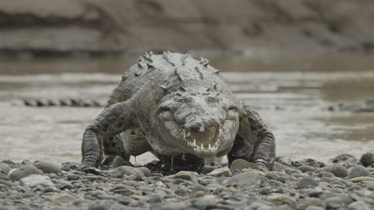 Monster Croc Invasion - Season 0
