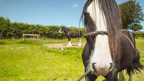 The Farmers' Country Showdown