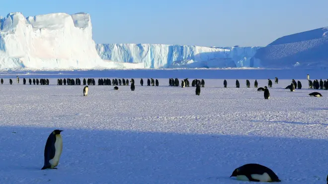 Secrets of Antarctica's Giants
