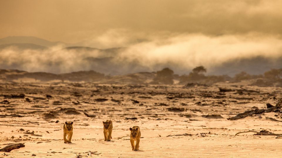 Et gensyn med løverne fra Namib