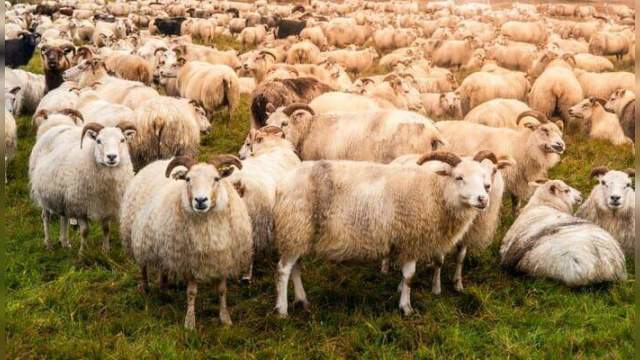Herding Sheep In Iceland (Island - der große Schafabtrieb), Germany, 2012