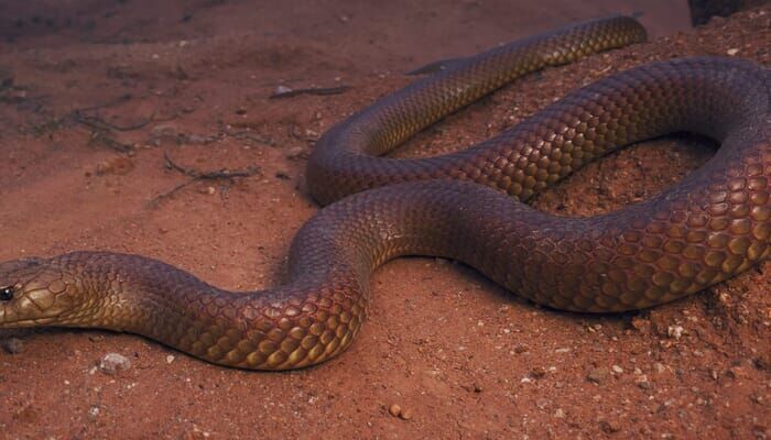 Ekstreemsed maod . Austraalia