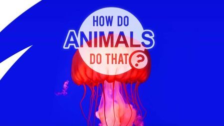 How Do Animals Do That? (Series 1): Space Bugs And Squirrel Mind Maps (Episode 8)