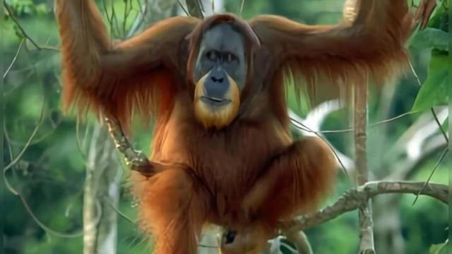 The Last Orangutans Of Sumatra (Les derniers orangs-outangs de Sumatra), Nature, Germany, 2011