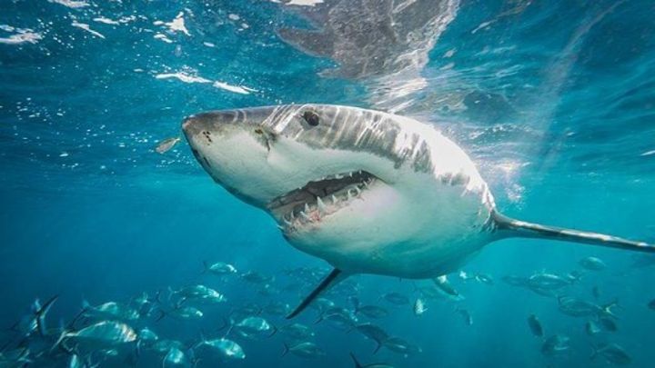 Eyewitness Shark Attack: Facing Jaws