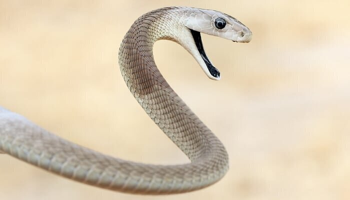 Extreme Snakes (Extreme Snakes), Nature, Australia, 2022