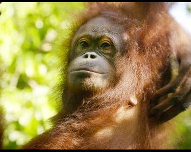 Judi Dench : mission sauvage à Borneo