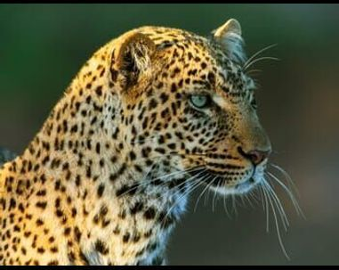 Léoparde : la reine du Serengeti