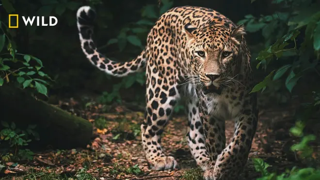 Sri Lankas Leoparden-Dynastie