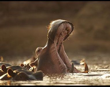 Hippo vs. croco