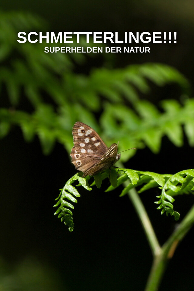 Schmetterlinge!!! - Superhelden der Natur
