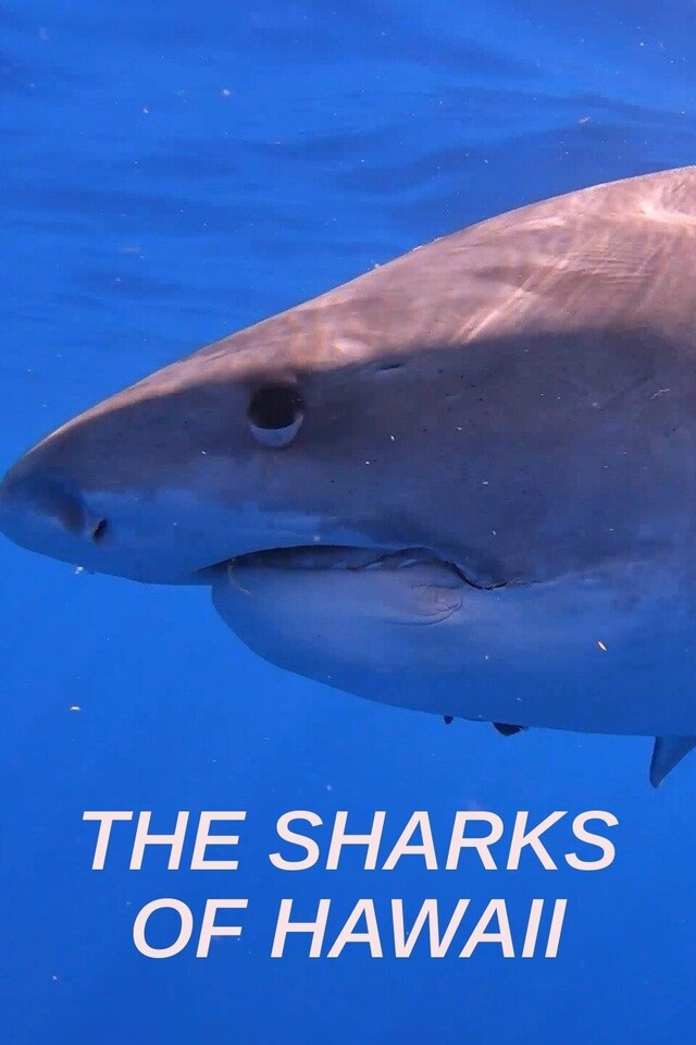 The Sharks of Hawaii